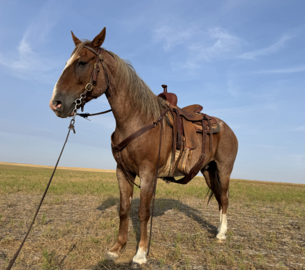 HorseID: 2311496 Rusty - PhotoID: 1096376