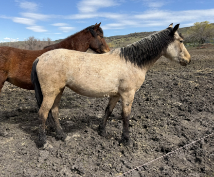 HorseID: 2311497 Bar DS Casino Royale - PhotoID: 1096377