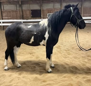 HorseID: 2311501 Windstorm - PhotoID: 1096379