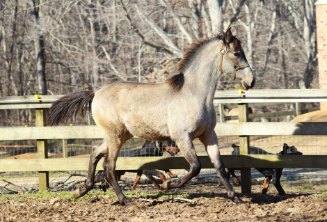 HorseID: 2311504 Lucero de Oro II - PhotoID: 1096380