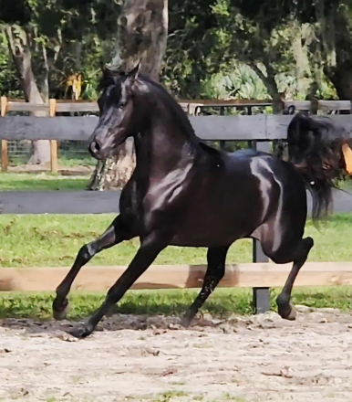 HorseID: 2311507 American Emarald - PhotoID: 1096382