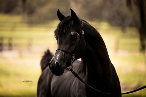 HorseID: 2311507 American Emarald - PhotoID: 1096383