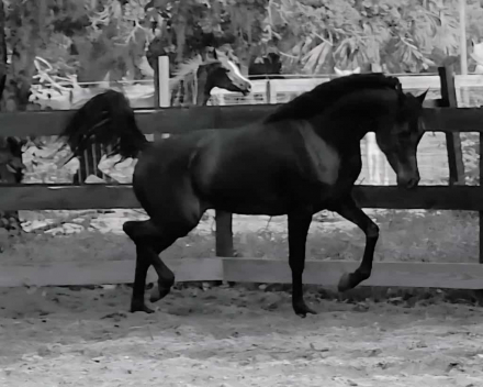 HorseID: 2311507 American Emarald - PhotoID: 1096384