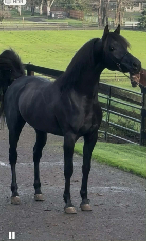 HorseID: 2311507 American Emarald - PhotoID: 1096385