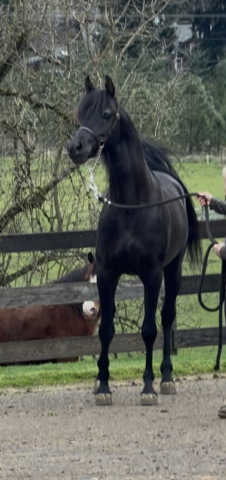 HorseID: 2311507 American Emarald - PhotoID: 1096386