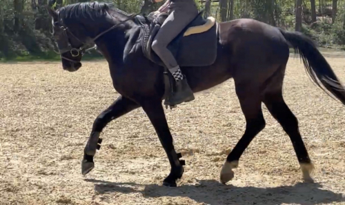 HorseID: 2311514 Gin Tonic - PhotoID: 1096387