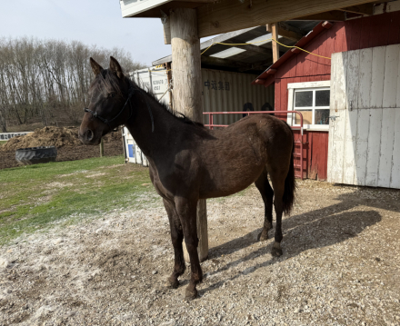 HorseID: 2311517 Tootsie - PhotoID: 1096394