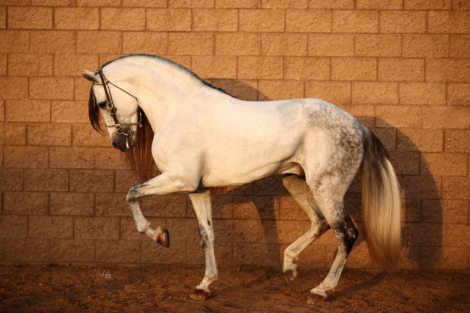 HorseID: 2311519 Insolente G - PhotoID: 1096395