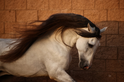 HorseID: 2311519 Insolente G - PhotoID: 1096396