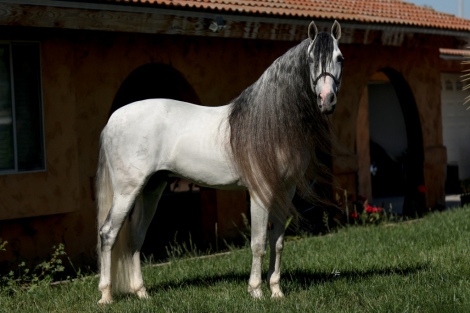 HorseID: 2311519 Insolente G - PhotoID: 1096397