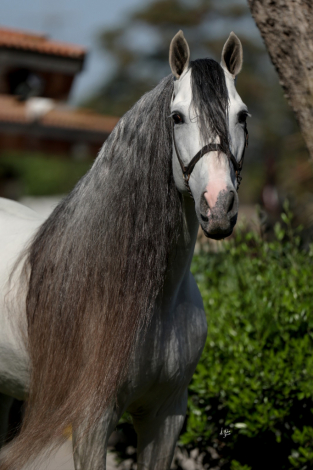 HorseID: 2311519 Insolente G - PhotoID: 1096398