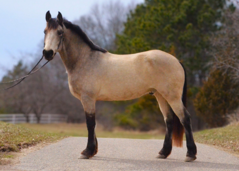 HorseID: 2311524 MB REBEL - PhotoID: 1096399