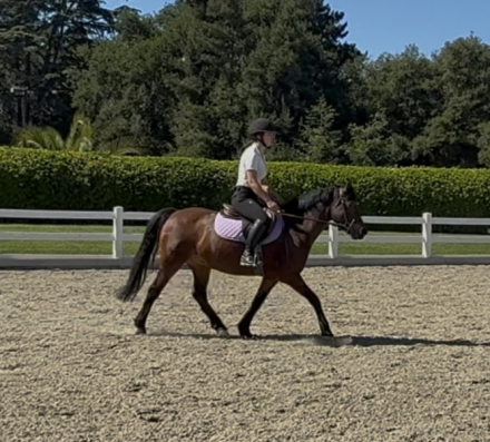 HorseID: 2311526 Gylnmagic Gucci Girl - PhotoID: 1096468
