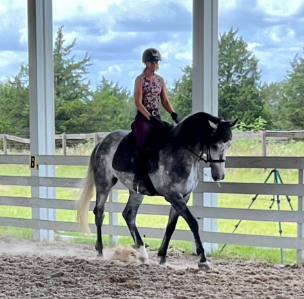HorseID: 2311530 Crowndales Edmund Burke - PhotoID: 1096420