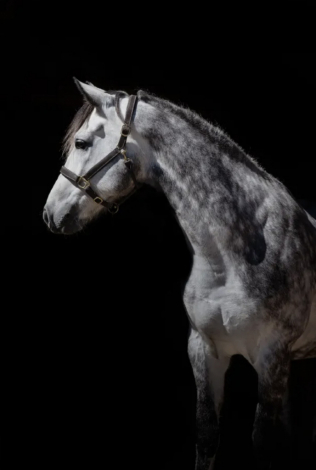 HorseID: 2311530 Crowndales Edmund Burke - PhotoID: 1096421