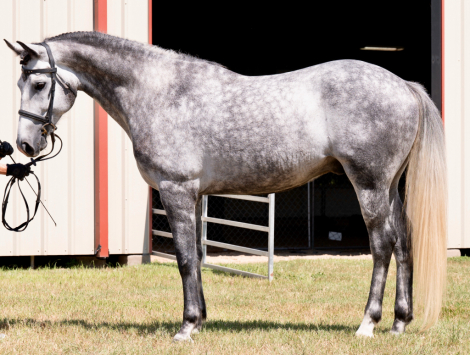 HorseID: 2311530 Crowndales Edmund Burke - PhotoID: 1096422