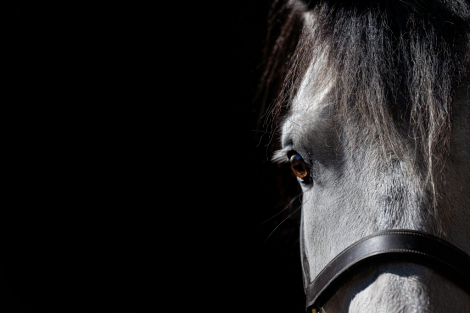 HorseID: 2311530 Crowndales Edmund Burke - PhotoID: 1096423