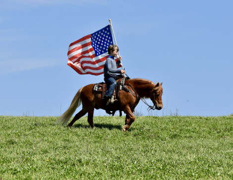 HorseID: 2311531 Oliver - PhotoID: 1096419