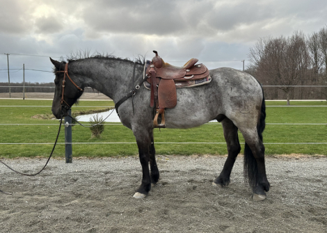 HorseID: 2311537 Martin - PhotoID: 1096424