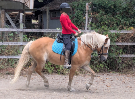 HorseID: 2311539 Worth His Weight in Gold - PhotoID: 1096433