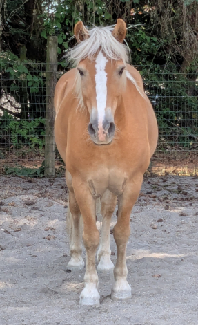 HorseID: 2311539 Worth His Weight in Gold - PhotoID: 1096434