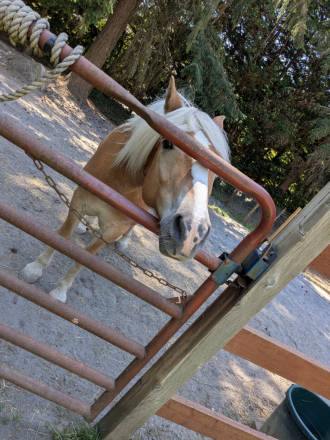 HorseID: 2311539 Worth His Weight in Gold - PhotoID: 1096435