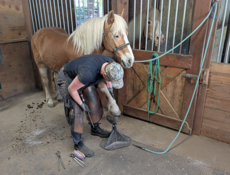 HorseID: 2311539 Worth His Weight in Gold - PhotoID: 1096436