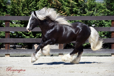 HorseID: 2311540 R Remington's Commander - PhotoID: 1096437