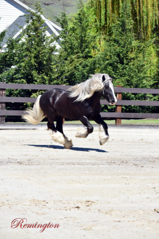 HorseID: 2311540 R Remington's Commander - PhotoID: 1096438