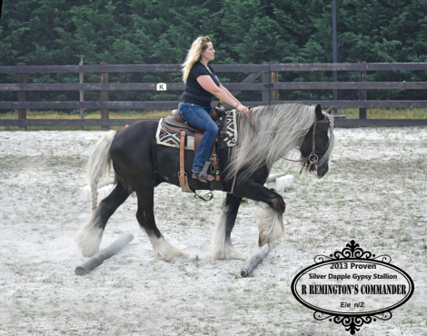HorseID: 2311540 R Remington's Commander - PhotoID: 1096439