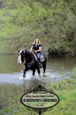 HorseID: 2311540 R Remington's Commander - PhotoID: 1096440