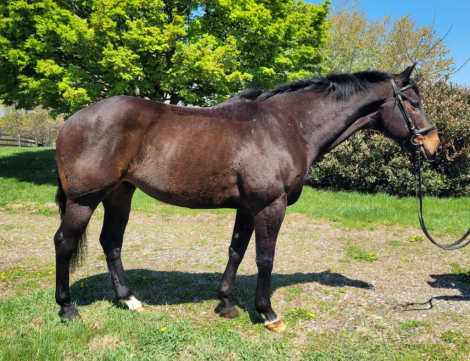 HorseID: 2311542 Perfecto - PhotoID: 1096441