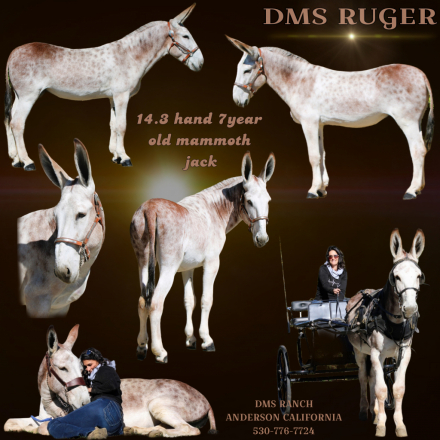 HorseID: 2311543 Dms ruger - PhotoID: 1096442