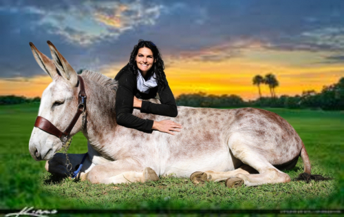 HorseID: 2311543 Dms ruger - PhotoID: 1096443