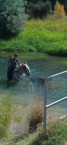 HorseID: 2311543 Dms ruger - PhotoID: 1096444