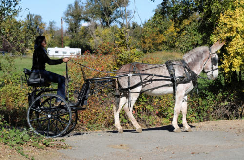 HorseID: 2311543 Dms ruger - PhotoID: 1096445