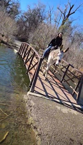 HorseID: 2311543 Dms ruger - PhotoID: 1096446