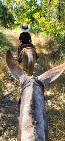 HorseID: 2311543 Dms ruger - PhotoID: 1096447