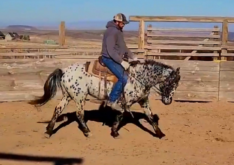 HorseID: 2311544 KKA Rebellion - PhotoID: 1096449