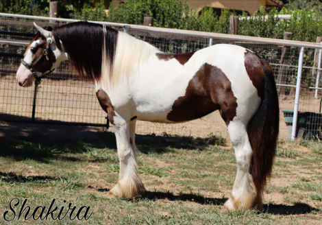 HorseID: 2311545 Dms royal shakira - PhotoID: 1096450