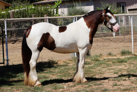 HorseID: 2311545 Dms royal shakira - PhotoID: 1096451