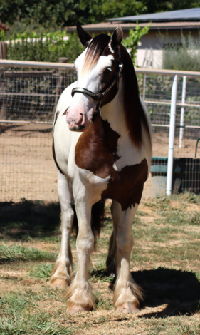 HorseID: 2311545 Dms royal shakira - PhotoID: 1096452