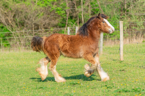 HorseID: 2311547 MMF's Bay of Jewels - PhotoID: 1096454