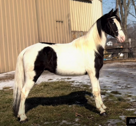 HorseID: 2311550 Domino - PhotoID: 1096485