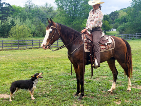 HorseID: 2311554 Bodie - PhotoID: 1096458