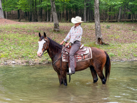 HorseID: 2311554 Bodie - PhotoID: 1096459