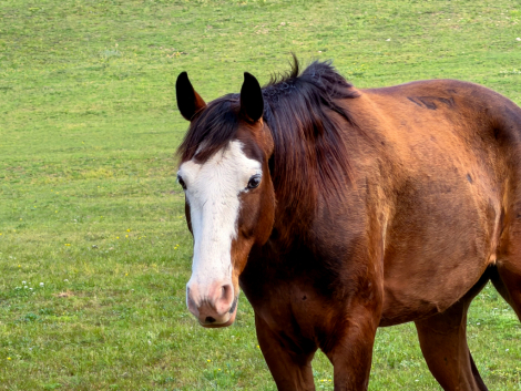 HorseID: 2311554 Bodie - PhotoID: 1096460