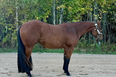 HorseID: 2311555 SUDDENLY ON THE RADAR - PhotoID: 1096465