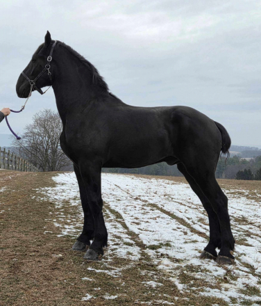 HorseID: 2311557 Rip - PhotoID: 1096466