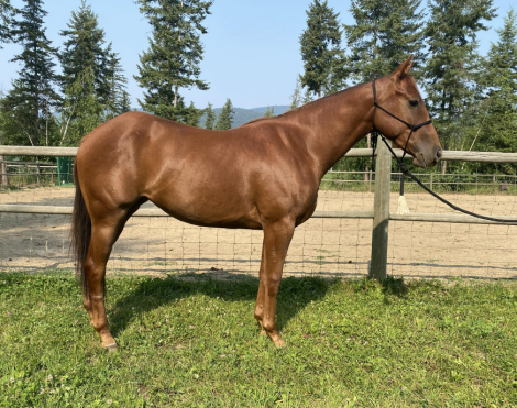 HorseID: 2311559 LER Jacpots Nimble - PhotoID: 1096469